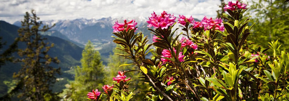 Alpenrose - Gästehaus Lorenzi - Sölden